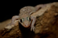 Gekon turecky - Hemidactylus turcicus 8218